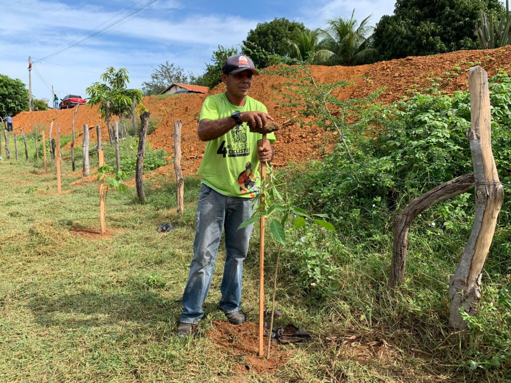 Secretaria De Meio Ambiente De Picos Promove Plantio De Mudas Para