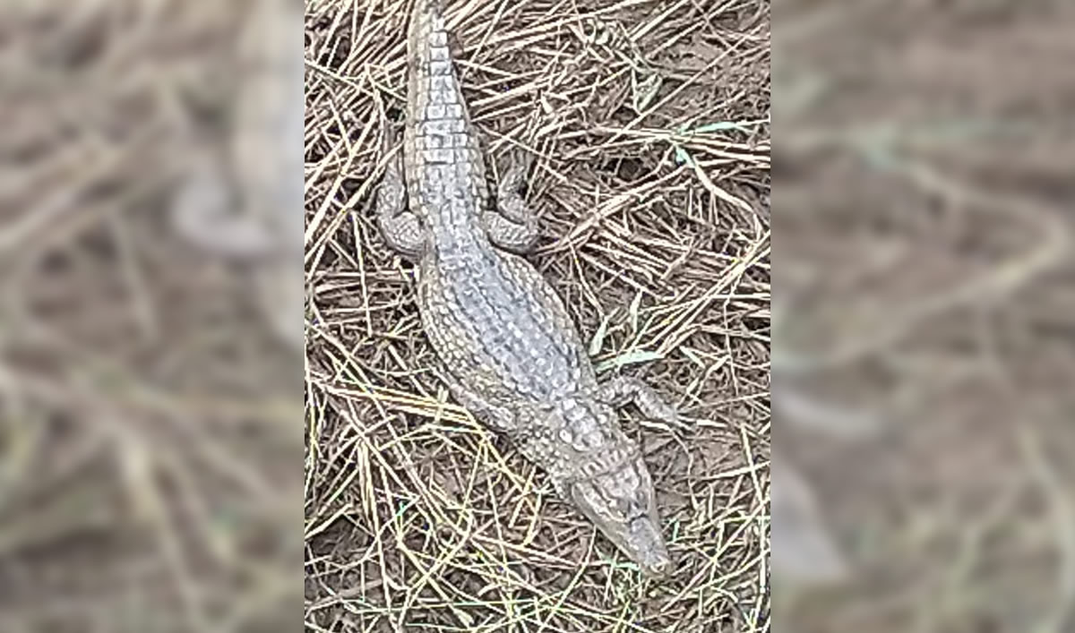 Moradores S O Surpreendidos Jacar Tomando Sol No Rio Guaribas