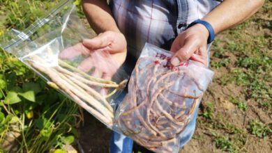 Plantação de feijão Caupi devastada: moscas atacam e danificam grãos, gerando preocupação entre produtores e autoridades - Foto: Divulgação ADAPI