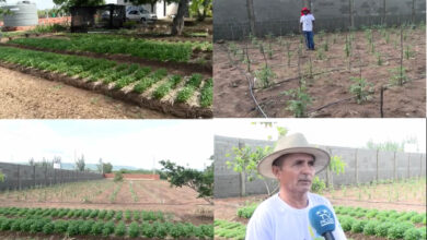 A Iniciativa busca diversificar produção agrícola local e atender demandas do mercado - Imagens: Denilson Barbosa (TV Picos)