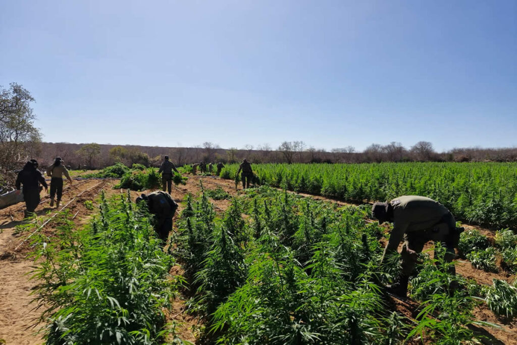 A propriedade está localizada na zona rural de Conceição do Canindé, na região de Picos - FOto: PMPI